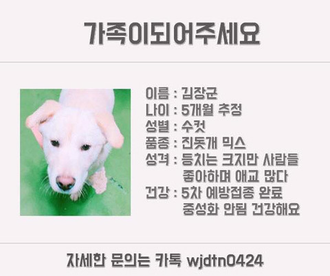 안락사명단 강아지 고양이 너무많아 꼭 봐줘..ㅠㅠ | 인스티즈