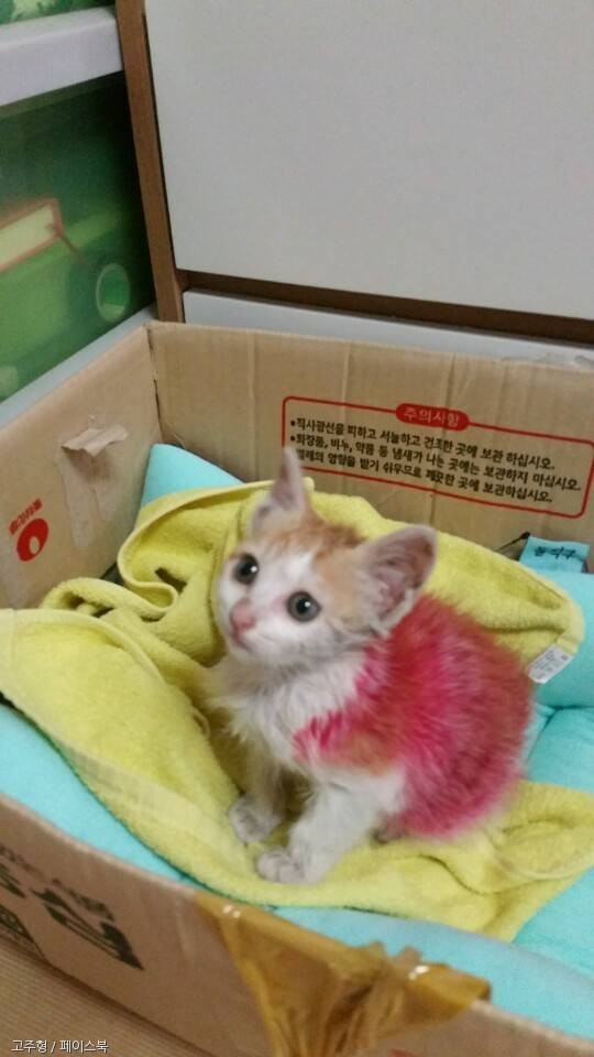 빨간색 마카로 아기고양이 염색한 초등학생들 | 인스티즈
