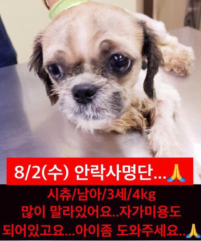 곧 안락사 될 강아지랑 방사 될 고양이 봐줘ㅜㅜ | 인스티즈