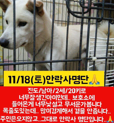 안락사 명단 아이들 보고가줘ㅠㅠ | 인스티즈