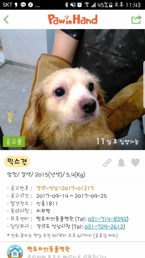 안락사명단 강아지 고양이 너무많아 꼭 봐줘..ㅠㅠ | 인스티즈