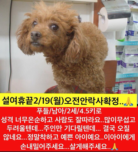 설끝나자마자 안락사 될 아이들 보고가주라!!ㅠㅠ | 인스티즈
