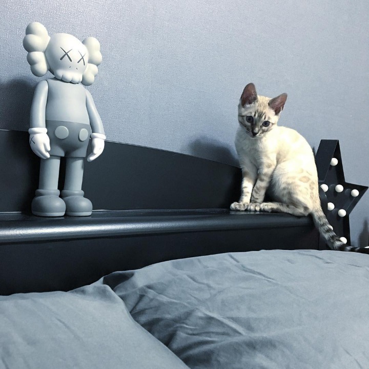 비투비 육성재의 고양이 삼이 | 인스티즈