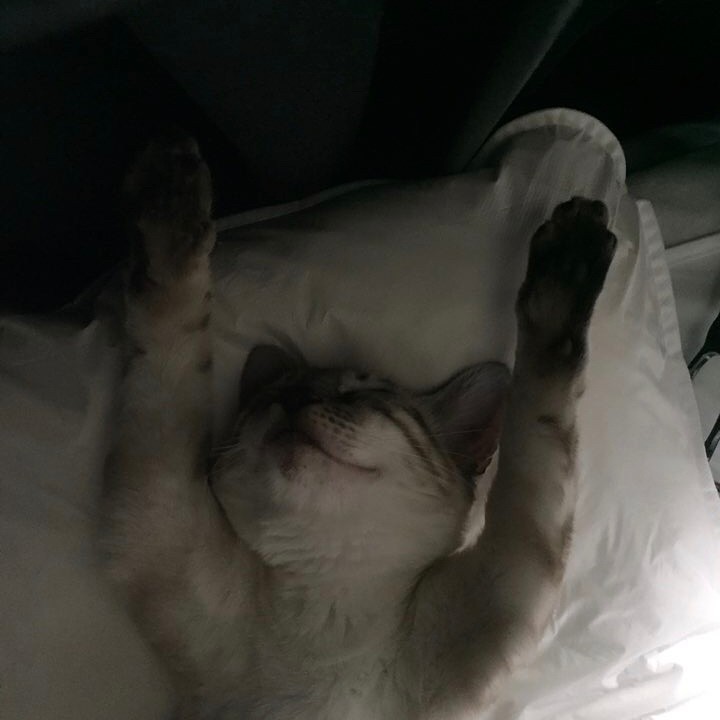 비투비 육성재의 고양이 삼이 | 인스티즈