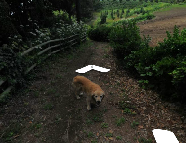다음 로드뷰 울릉도 죽도 강아지.jpg | 인스티즈