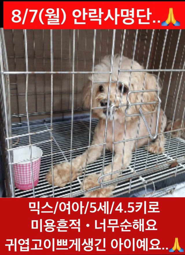 곧 안락사 될 강아지랑 방사 될 고양이 봐줘ㅜㅜ | 인스티즈