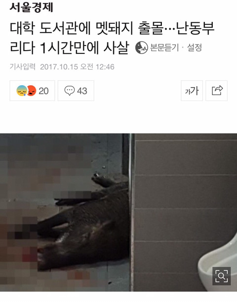 대학 도서관에 멧돼지 출몰···난동부리다 1시간만에 사살 | 인스티즈