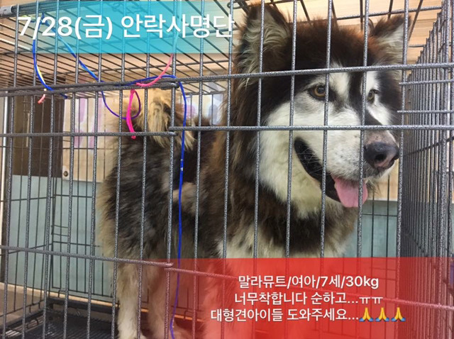 금요일 안락사 두마리 보구가줘~ㅠㅠ | 인스티즈