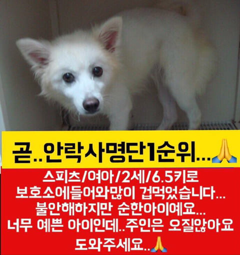안락사 명단 아이들 보고가줘ㅠㅠ | 인스티즈