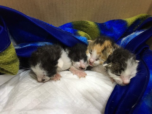 제발!!ㅠㅠ 갓태어난 고양이들,안락사명단 애기들 도와줘.. | 인스티즈