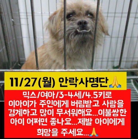 낼 안락사될 아이들 한번씩이라도 보고가줘ㅠㅠㅠ | 인스티즈