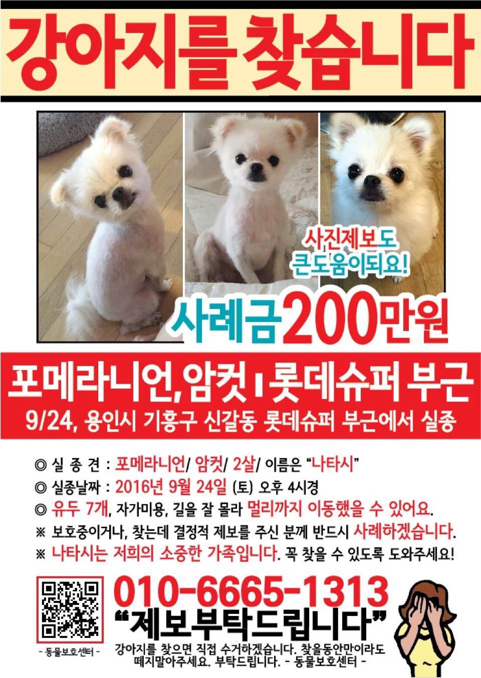 강아지를 찾습니다. 용인부근에 사시는 분들 꼭 봐주세요! | 인스티즈