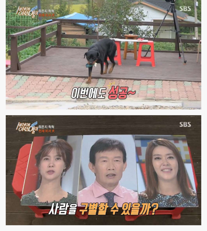 신기한 강아지 | 인스티즈