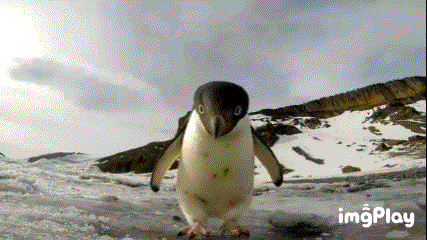 펭귄 입벌리는 영상.gif (혐오주의) | 인스티즈