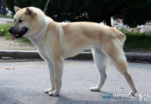 재수없게생겼다고 일본이 대량 학살한 우리나라 토종개 동경이(댕견) | 인스티즈