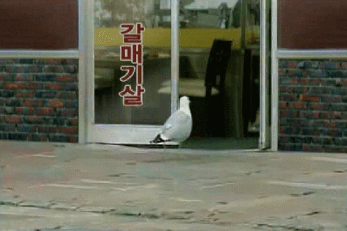 갈매기 고기 | 인스티즈