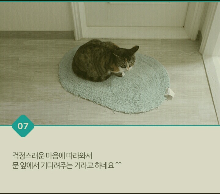 고양이가 화장실 문앞에서 기다리는 이유 | 인스티즈