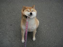 시바견 키우고 싶어지는 사진 | 인스티즈