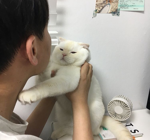 고양이 가자미눈 | 인스티즈