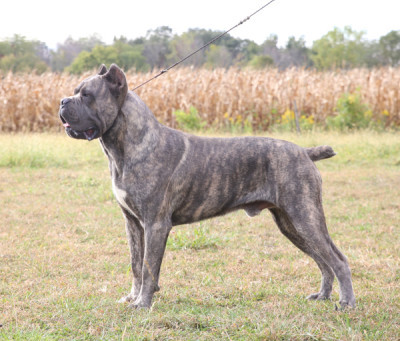 영화 베테랑에서 유아인이 키운 견종 - 카네 코르소 (케인코르소 Cane Corso) | 인스티즈