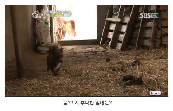 서럽게 우는 강아지 ㅠㅠ | 인스티즈