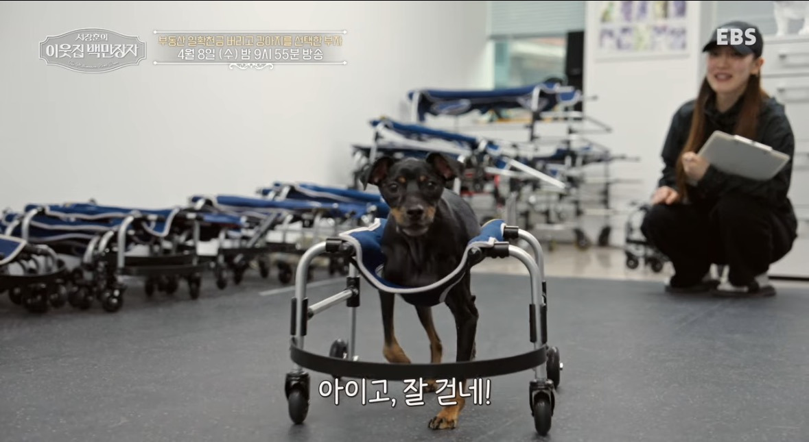 부동산 일확천금 버리고 강아지를 선택한 부자 | 인스티즈