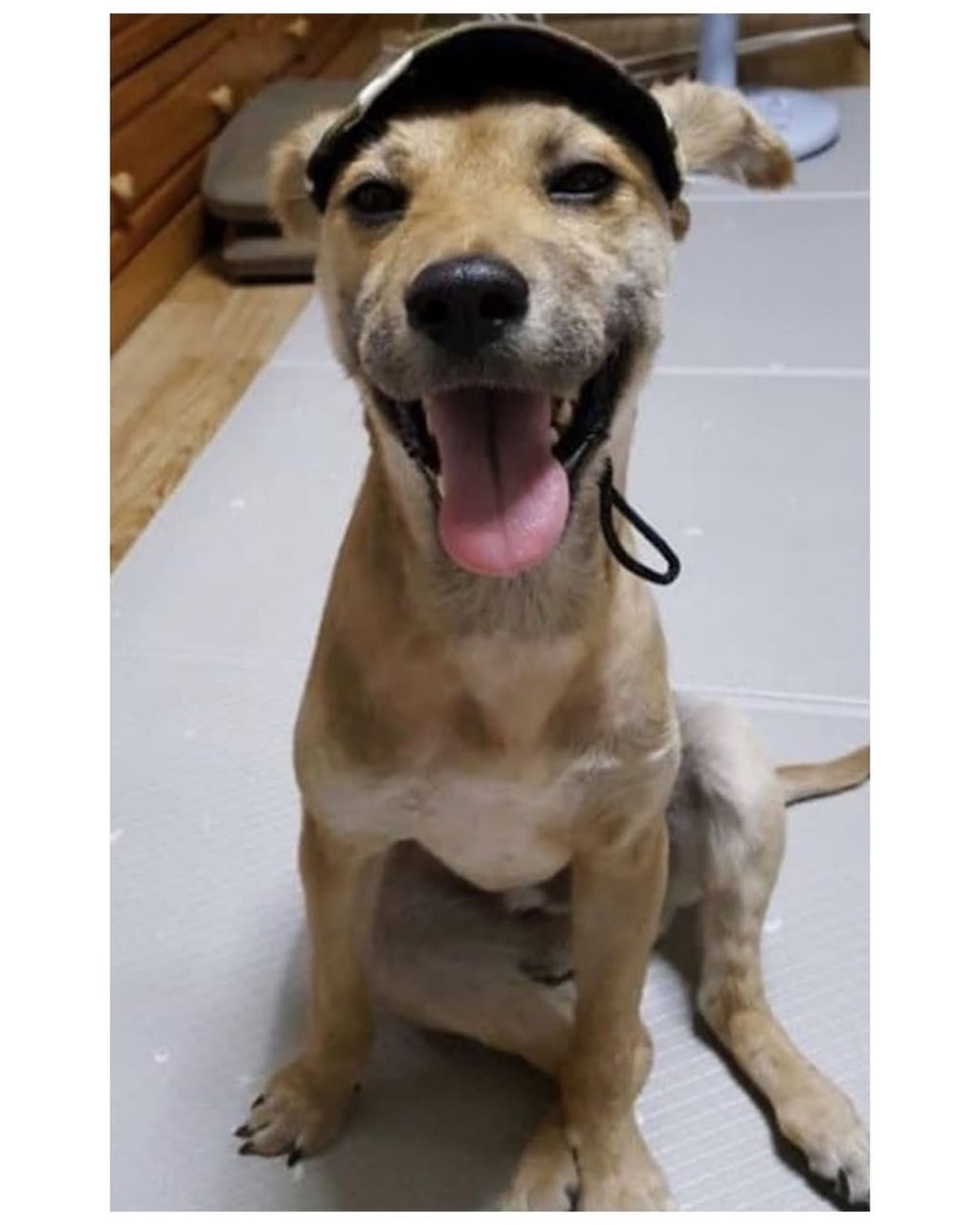 댕댕이 입양전후 | 인스티즈