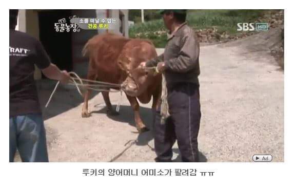 서럽게 우는 강아지 ㅠㅠ | 인스티즈