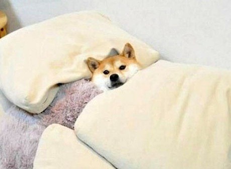 시바견 키우고 싶어지는 사진 | 인스티즈