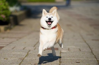 시바견 키우고 싶어지는 사진 | 인스티즈