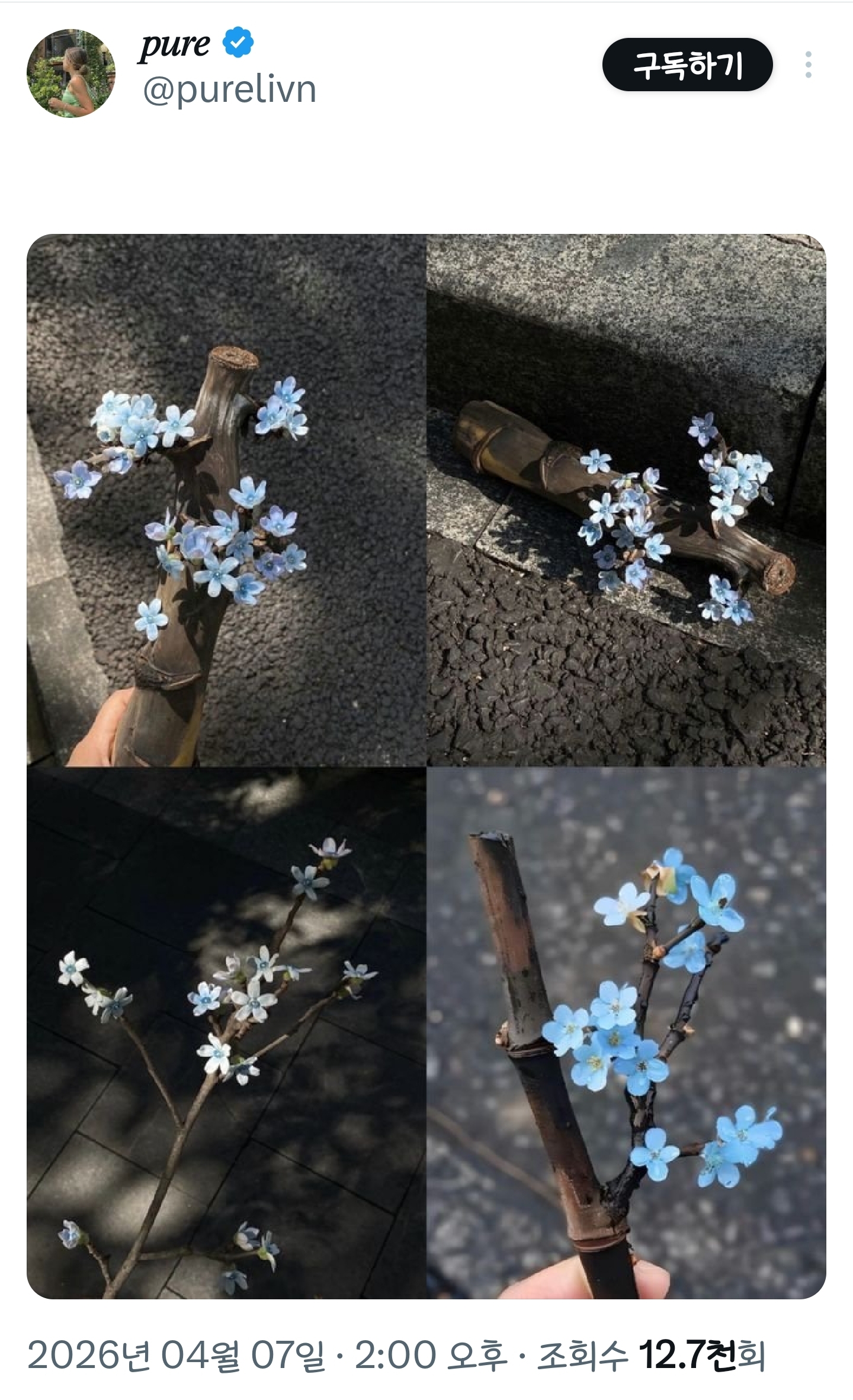 봄이니까☺️ 올려보는 X(트위터) 모음🌸 | 인스티즈