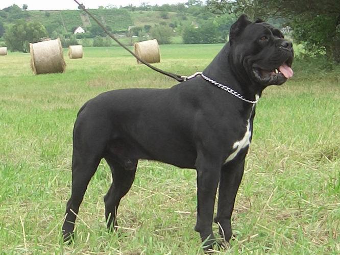 영화 베테랑에서 유아인이 키운 견종 - 카네 코르소 (케인코르소 Cane Corso) | 인스티즈