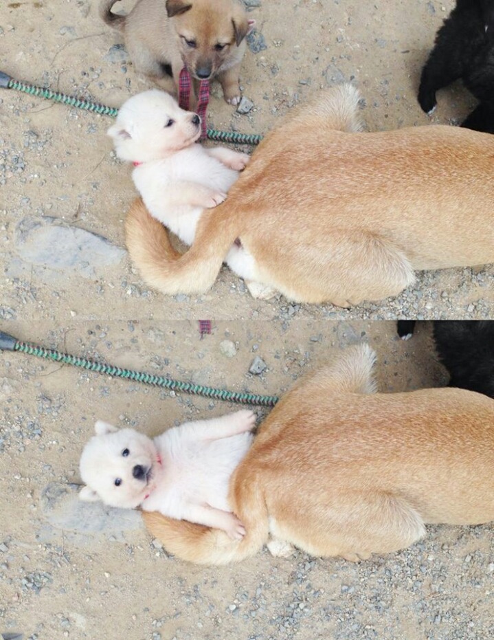 아빠개가 깔고 앉은 애기 멍뭉이 | 인스티즈