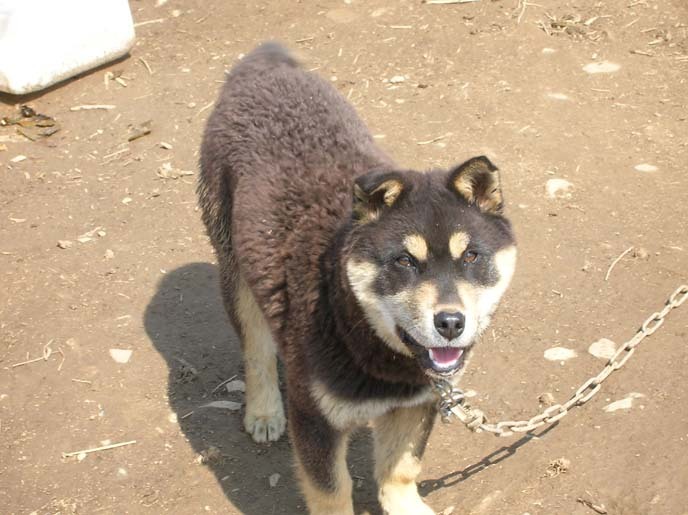 재수없게생겼다고 일본이 대량 학살한 우리나라 토종개 동경이(댕견) | 인스티즈