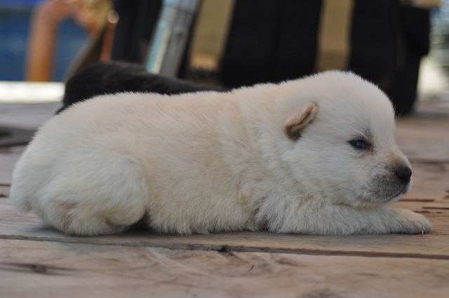 재수없게생겼다고 일본이 대량 학살한 우리나라 토종개 동경이(댕견) | 인스티즈