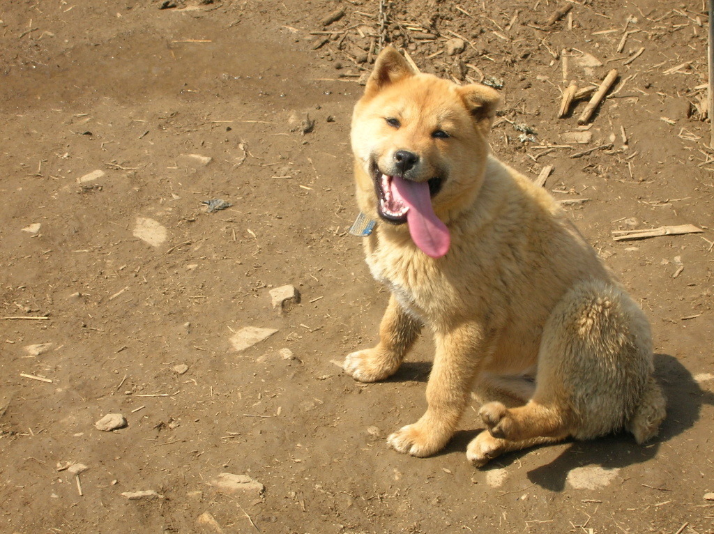재수없게생겼다고 일본이 대량 학살한 우리나라 토종개 동경이(댕견) | 인스티즈
