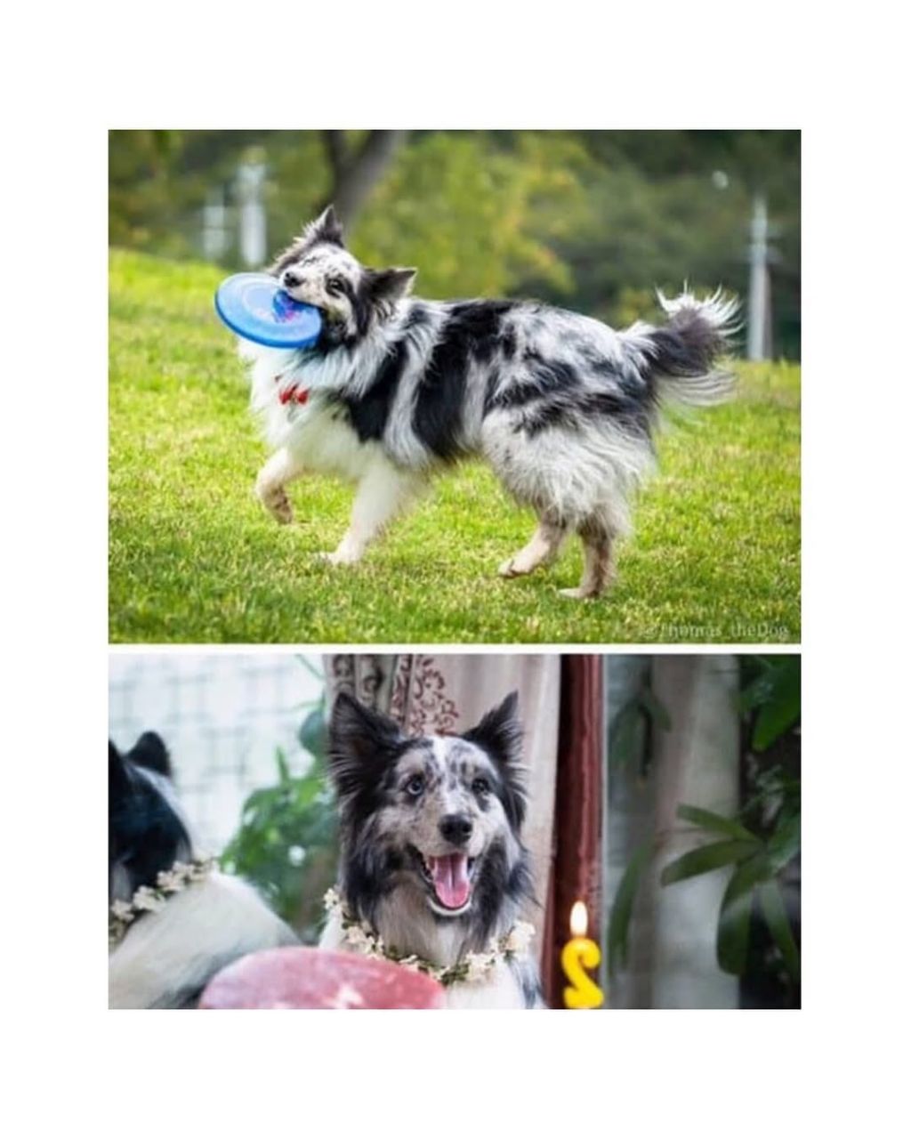 댕댕이 입양전후 | 인스티즈