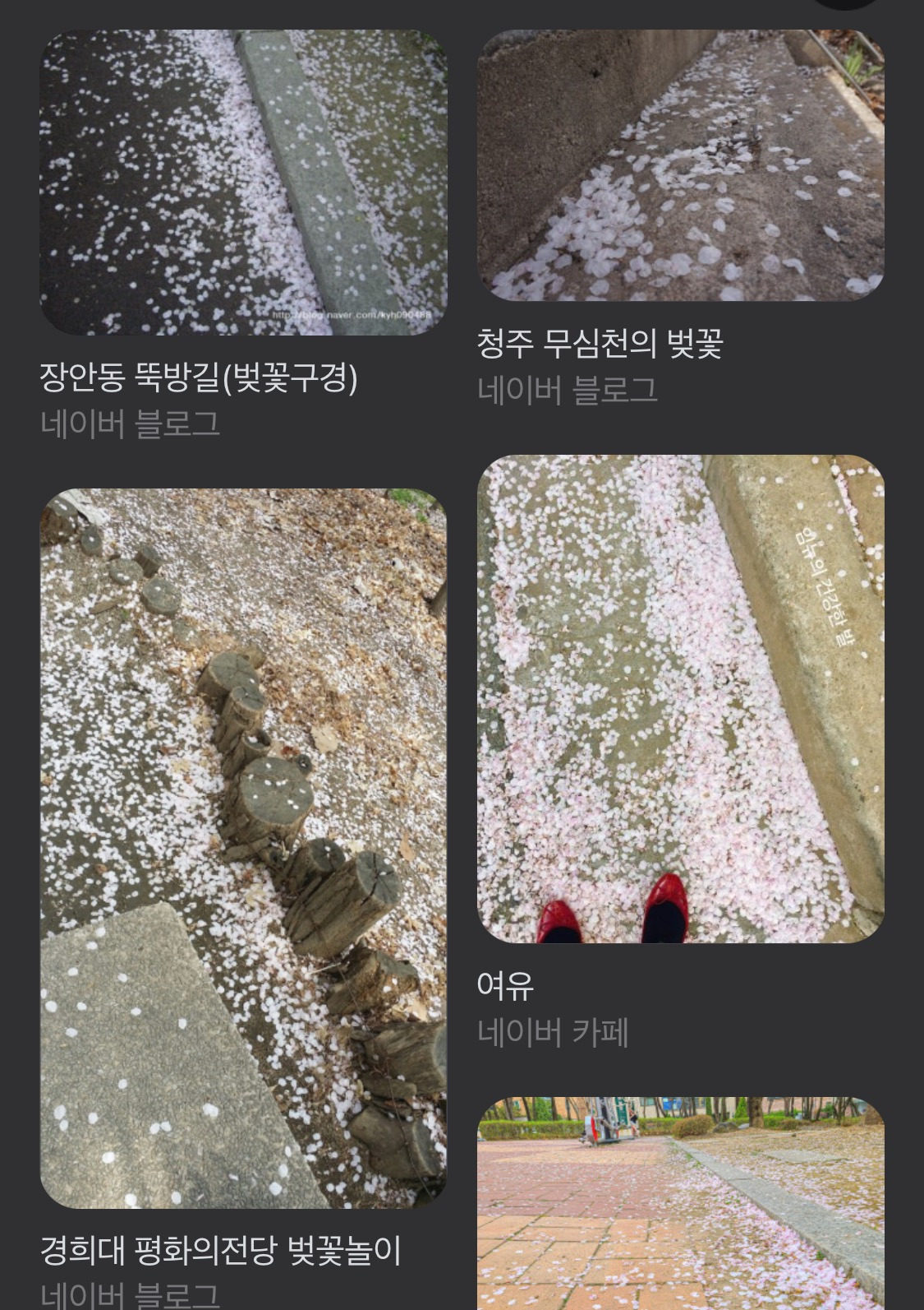 바닥에 떨어진 벚꽃의 비밀 알려줄까? | 인스티즈