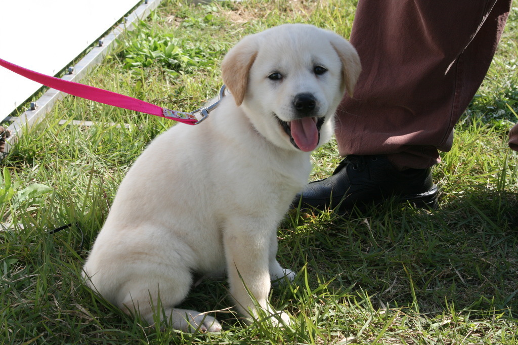 재수없게생겼다고 일본이 대량 학살한 우리나라 토종개 동경이(댕견) | 인스티즈