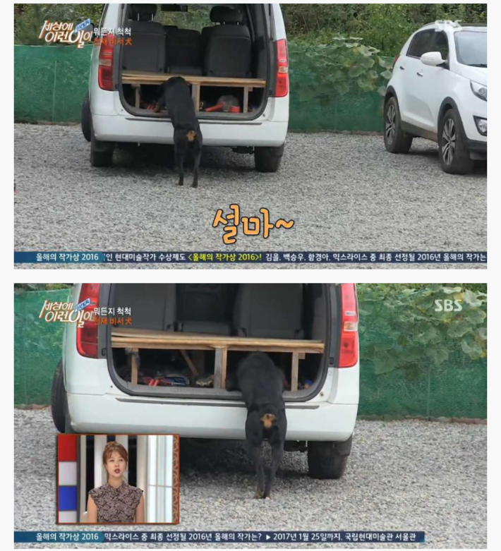 신기한 강아지 | 인스티즈