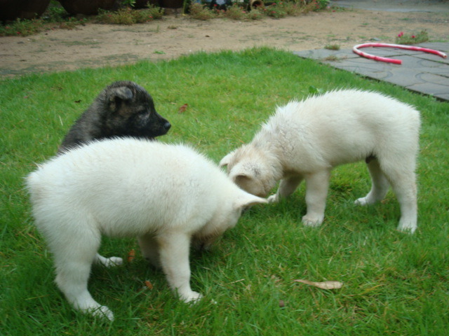 재수없게생겼다고 일본이 대량 학살한 우리나라 토종개 동경이(댕견) | 인스티즈