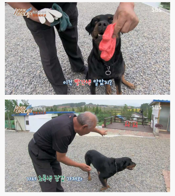 신기한 강아지 | 인스티즈