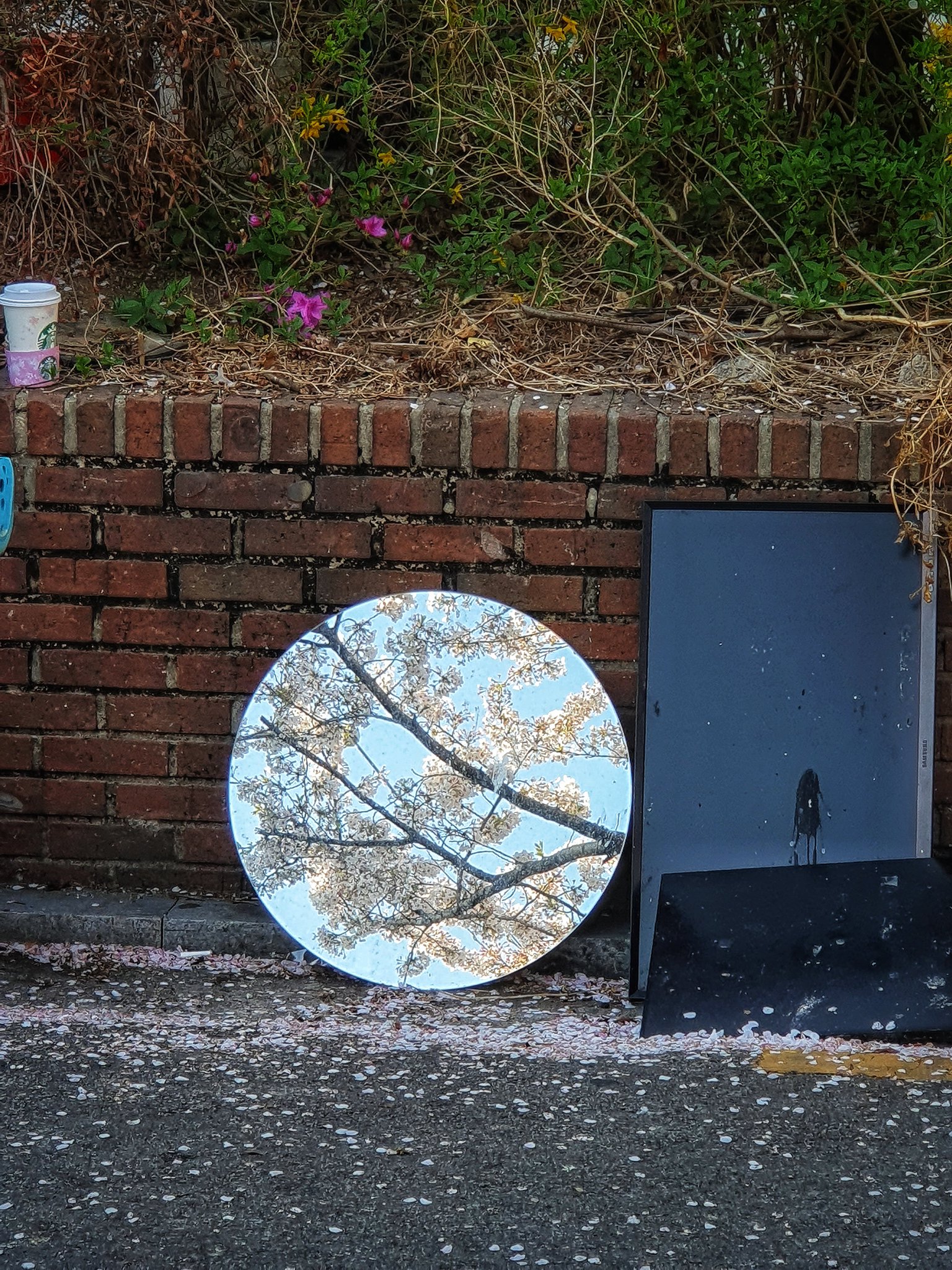 봄이니까☺️ 올려보는 X(트위터) 모음🌸 | 인스티즈