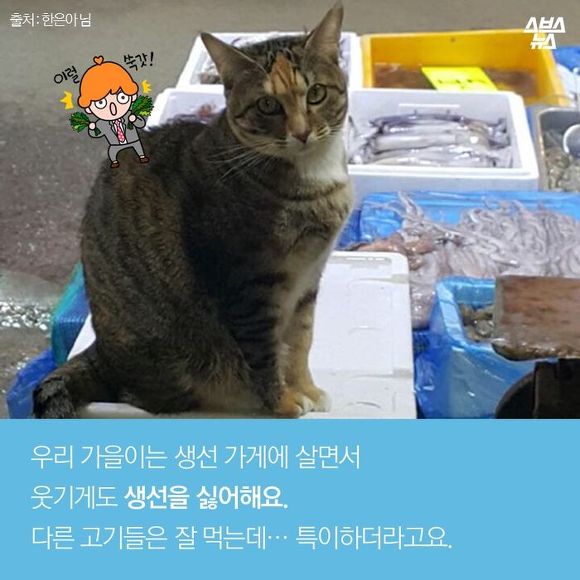  생선 싫어하는 생선 가게 고양이 | 인스티즈