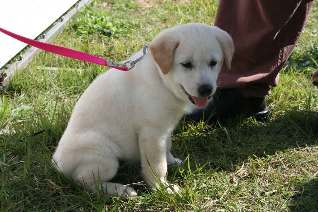 재수없게생겼다고 일본이 대량 학살한 우리나라 토종개 동경이(댕견) | 인스티즈