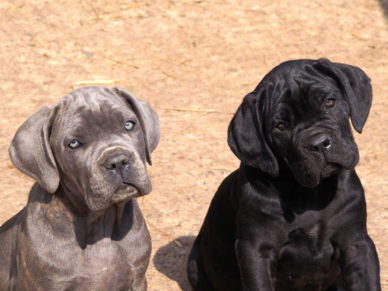 영화 베테랑에서 유아인이 키운 견종 - 카네 코르소 (케인코르소 Cane Corso) | 인스티즈