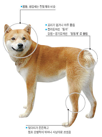 재수없게생겼다고 일본이 대량 학살한 우리나라 토종개 동경이(댕견) | 인스티즈