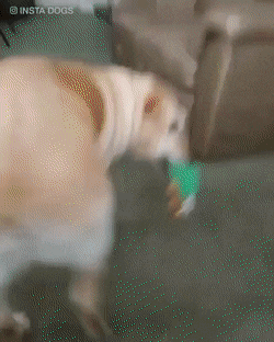 인형 선물받고 너무 기분 좋은 댕댕이 | 인스티즈