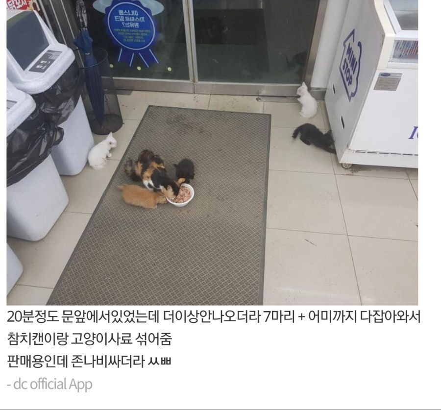 고양이 가족 납치한 디씨갤러 | 인스티즈