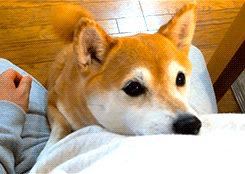 온라인에서 다들 키우고싶어하는 인기많은 견종.jpg | 인스티즈